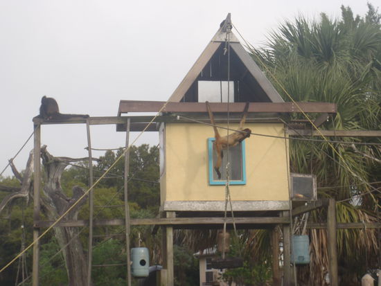 Affeninsel im Hafen von Homosassa