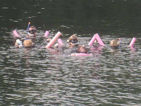 Endlich Manatee's in Sicht