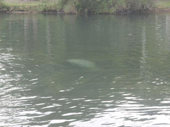 Das Jungtier verabschiedet sich