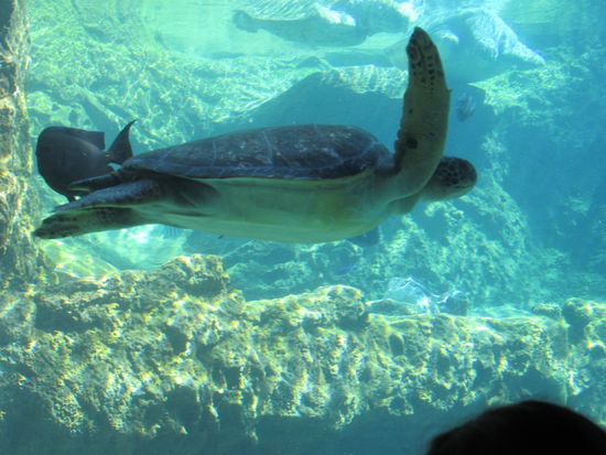 Turtle Trek - Meeresschildkröten