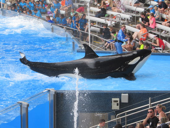 Ein Orca in voller Eleganz