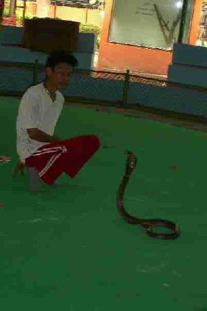 man and cobra