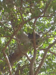 koala