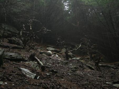 darkwood