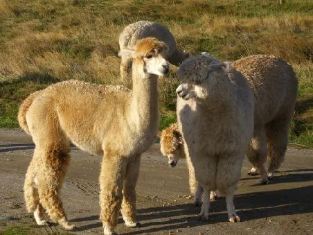 lamas!