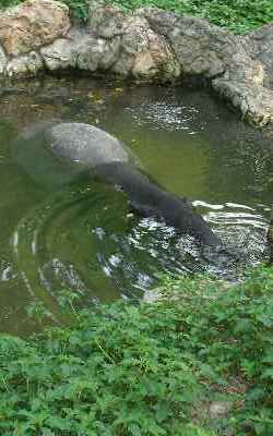 Zoo of Bangkok