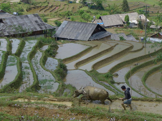 Die Reisterrassen sind genau so wie im Werbeprospekt