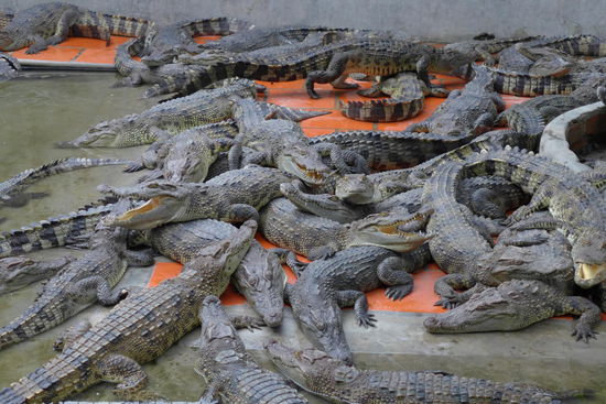Eine Krokodilfarm war in der Besichtigung mit dabei. Da kann man direkt raussuchen, welches dieser Viecher man als Handtaeschchen will, und welches als saftiges Steak auf dem Teller.