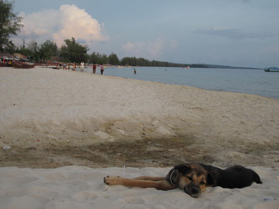 Wer nur mich für einen "faulen Hund am Strand" hält, wird hiermit eines Besseren belehrt.