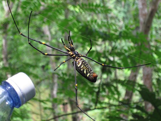 Um es gleich vorweg zu sagen: die Wasserfaelle waren natuerlich trocken. Der Tuk-tuk Fahrer hatte vorher natuerlich das Gegenteil behauptet um die Fahrt machen zu koennen. Egal, auf dem im Augenblick kaum begangenen Weg konnte man durchaus andere interessante Sachen entdecken. Wie zum Beispiel diese handtellergrosse Riesenspinne hier, deren Netz ich versehentlich durchlaufen hatte. Zum Glueck war sie nicht allzu boese deswegen...