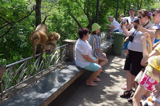 Endlich bekomme ich mal "wilde Affen" vor die Kamera. Beim Besuch von Phuket-Town kann man einen kleinen Aussichtsberg besteigen. Die russischen Touris haben die Affen mit etwas Obst angelockt. Es muss geschaelt sein und in einem Plastikbecher serviert werden, sonst bequemen sich die etwas verwoehnten Affen nicht mehr aus dem Dschungel.