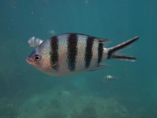 Diese Mini-Piranhas umschwärmen einen, sobald man ins Wasser geht. Manchmal sind die so dämlich und schwimmen sogar in einen ausgewachsenen Schnorcheltouristen rein.