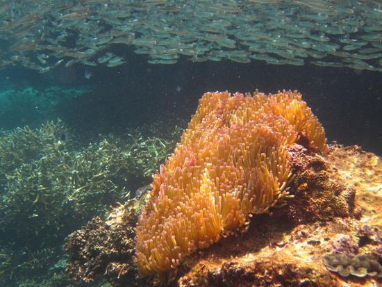 Solche Anemonen sieht man im wohl temperierten Wasser an jeder Ecke.
