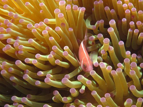 Finde Nemo! Wenn man genau hinschaut, kann man den Bewohner dieser Anemone entdecken! Der Anemonenfisch kommt aus der gleichen Familie wie der allseits bekannte Nemo.
Im Wasser um Koh Tao gibt es natürlich noch viel mehr zu sehen. Um das festzuhalten, wäre allerdings eine gescheite Kamera, geeignet für bis 30 m Tauchtiefe notwendig.
