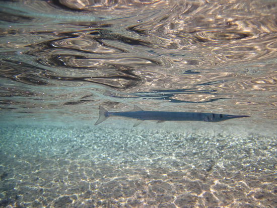 Erst spaeter wird einem bewusst, dass man beim Schnorcheln von den pfeilschnellen Barracudas umkreist wird. Zum Glueck sind die noch nicht so gross, nur ca. einen halben Meter. Anglotzen mit ihren grossen Augen tun sie einen aber trotzdem. Am Abend im Restaurant gibt es dann Barracudafilet fuer nur ca. 7$ frisch von Grill. Lecker!