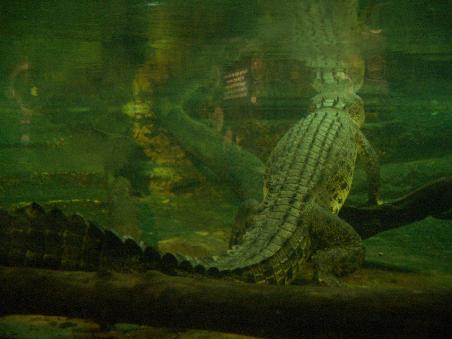 im "Sydney Aquarium"