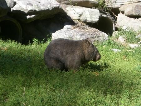 ein Wombat