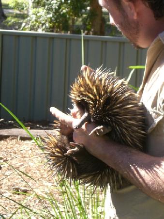 ein Echidna