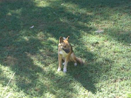 das ist kein kleiner suesser Schaeferhund, sondern ein Dingo