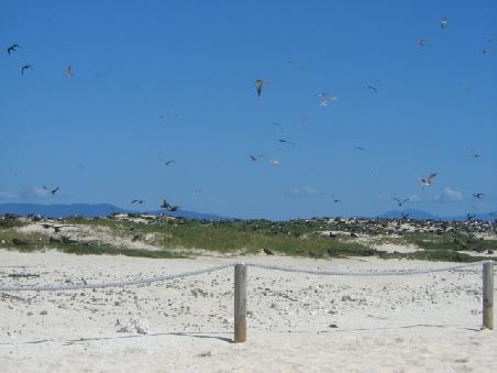 Auf "Michaelmas Cay" gibt es ein Vogelschutzgebiet, welches man nicht betreten darf. Aber die Insel ist gluecklicherweise sehr ueberschaubar...