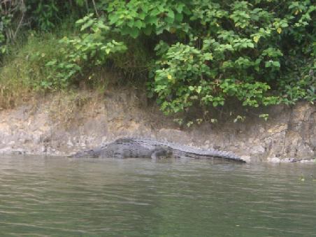 ein Krokodil im Daintree River
