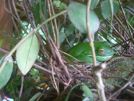 Green Tree Frog