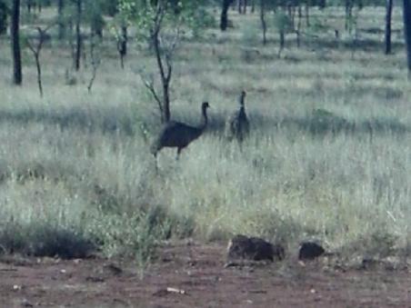 Emus in freier Wildnis