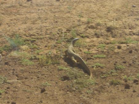 ein Goanna