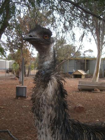 ein Emu