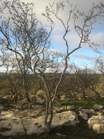 verbrannte Baeume im Nationalpark
