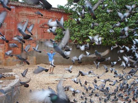 In Jaipur: Hier habe ich hunderte Tauben aufgescheucht, die den ganzen Tag mit nichts anderem verbringen als Körner zu futtern.