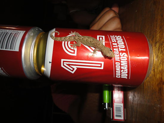 Die Eidechsen waren hier besonders zutraulich und interessiert