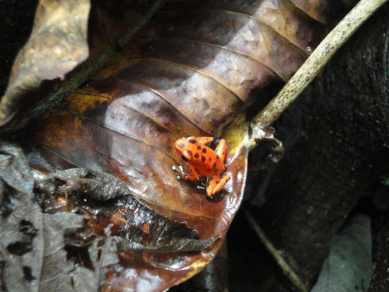 Giftpfeilfrösche ganz nah!