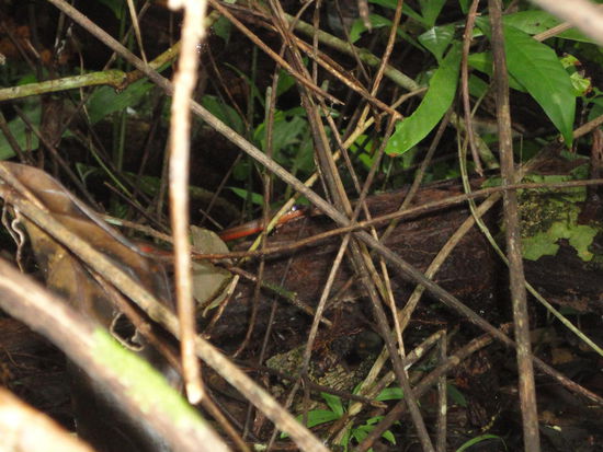 Diese Schlange ist Benjamin plötzlich über den Weg gelaufen...hat ihn sogar am Bein gestreift.