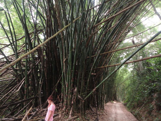 Auch in Kolumbien ist Bambus weit verbreitet und wir oft zum Bauen benutzt.