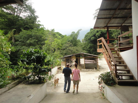 Besuch auf der Kaffeefinca. Zur Erntezeit im Oktober kommen viele Erntehelfer zur Handernte und wohnen in dieser Zeit auf der Finca, welche eigentlich eher einen Dorf gleicht. 
Der Señor erklärte uns sämtliche Arbeitsschritte: Die Bohnen werden mit Hilfe von Wasser selektioniert, auf Rüttelsieben nach Fremdkörpern, Qualität und Grösse sortiert, entfleischt, fermentiert dank der Schleimschicht, gewaschen, getrocknet, von der Silberhaut befreit - also geschält und poliert, noch einmal auf dem Rüttelsieb nach Grösse sortiert, luftgereinigt und handverlesen.