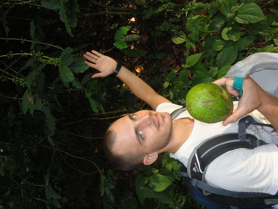 Benjamin hat eine Avocado gefunden. Danach wurden wir ganz fanatisch und kletterten die Böschungen rauf und runter bis die Rucksäcke voll waren.  Wir dachten, dass wir die verkaufen, um eine Nacht länger im Hostel bleiben zu können  Das haben wir dann gelassen.....