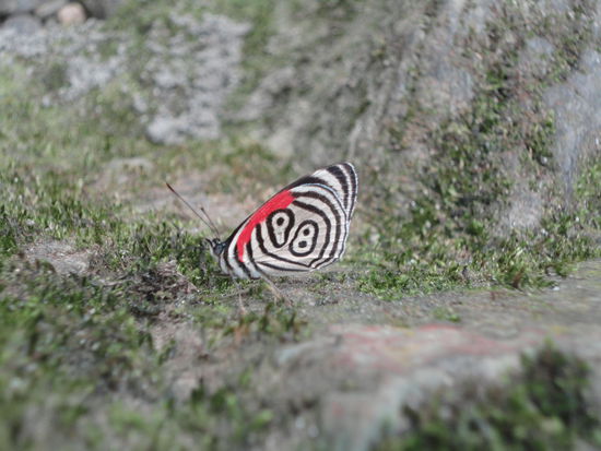 Jaaaa, in Kolumbien sind die Schmetterlinge nummeriert....