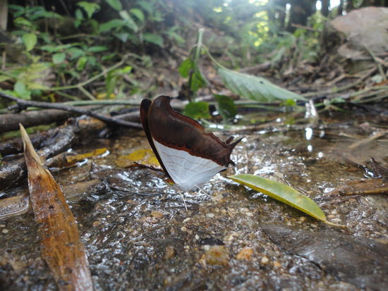 oder weiss getüncht.