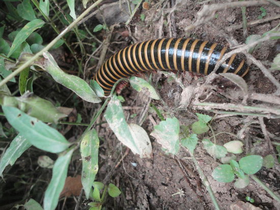 Der Riesen-Tausendfüssler war Ben`s Entdeckung. Die Frucht des Bodenguckers.