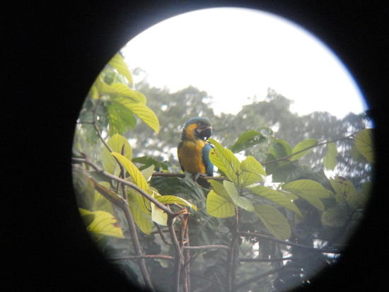 Da der Ara auf dem Foto kaum erkennbar gewesen wäre, haben wir ihn durch den Feldstecher fotografiert. Et voilà!