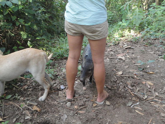 Ein zahmes Wildschweinchen spielte mit den Hunden hinter dem Hostel.