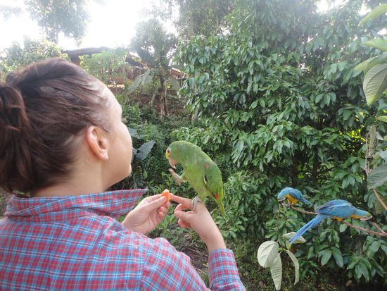 ...während ich mich den Papageien widme...