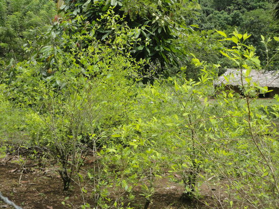 Eine der wohl wichtigsten Pflanzen der meisten indgenen Völker in Kolumbien, die Koka-Pflanze - für Medizin und Rituale wie auch zum Knabbern, wie es die Männer der indigenen Völker ständig tun. Zur Begrüßung gibt man sich nicht die Hand, sondern tauscht Kokablätter aus.