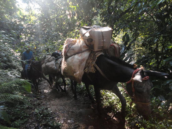 Die armen Pferde müssen den ganzen Proviant für Touristen und teilweise die Indigenen nach oben transportieren...tagtäglich...22km.