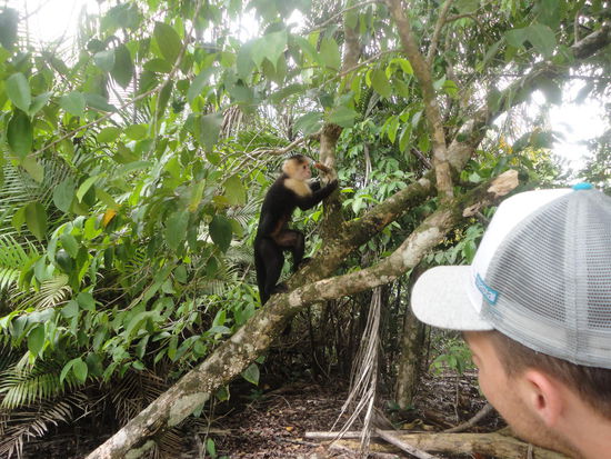 Echt komisch diese Affen (Weißschulterkapuziner), sie tauchen immer in größeren Gruppen auf und fühlen sich schnell eingeengt und werden aggressiv...wir haben gelesen, dass sie auch im Notfall mit Ästen werfen.