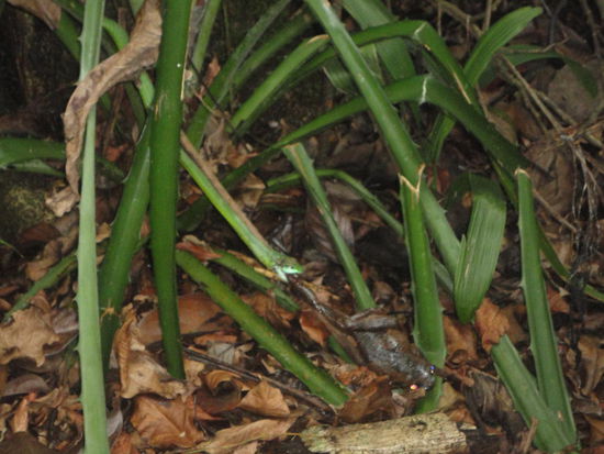 Finde den Kampf der Tarnungskünstler!