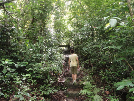 Der Regenwald des Nationalparks in "Manuel Antonio"