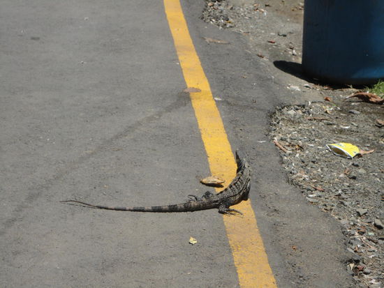Auf dem Weg zum Strand.