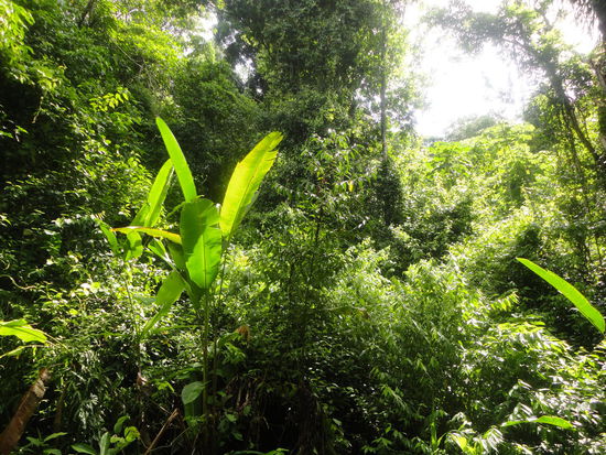 Der dichte tiefgründe tropische Dschungel...